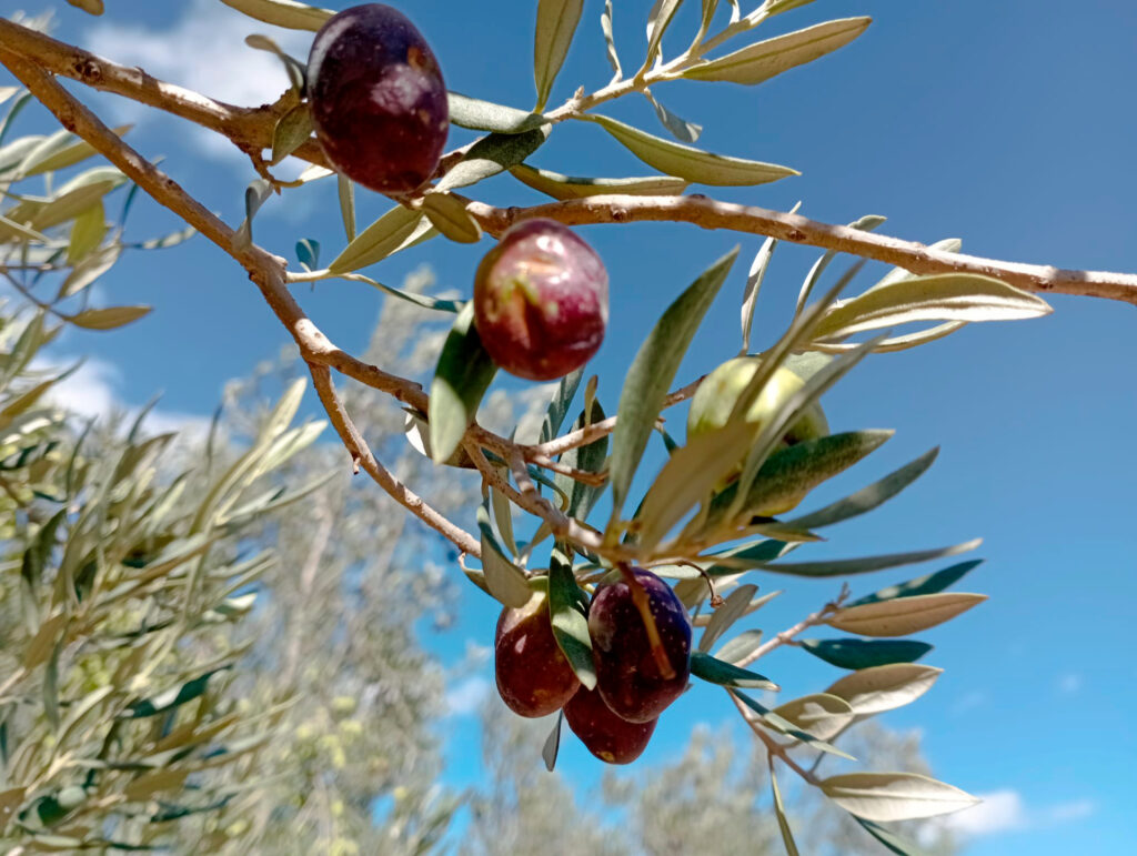 Aceite de oliva virgen del Alto Palancia